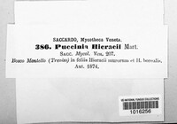 Puccinia hieracii image